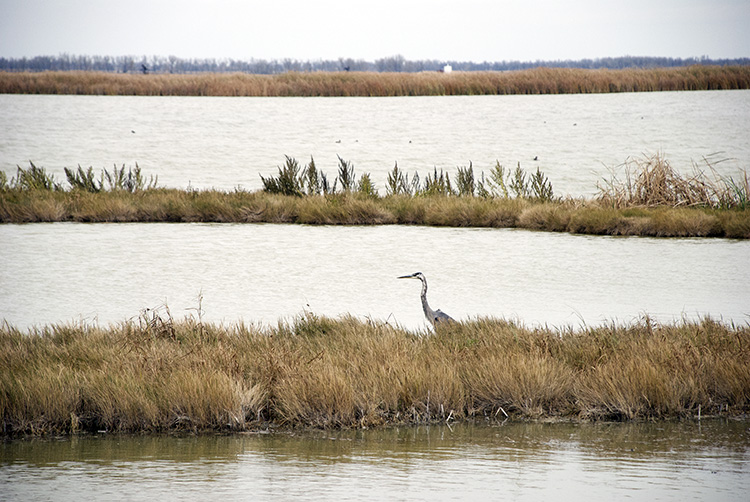 Quivira National Wildlife Refuge - Photo 1