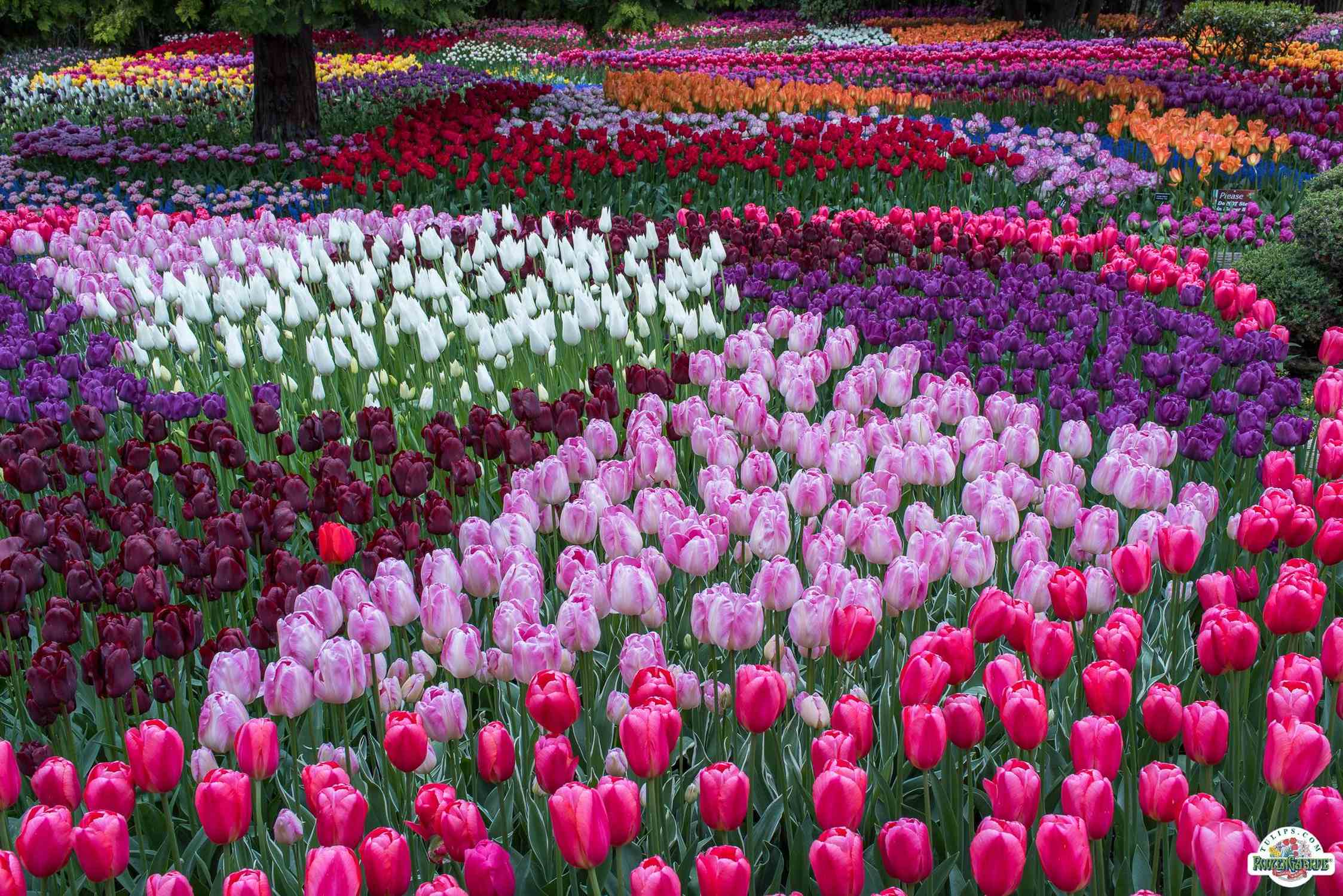 Tulip Town - Photo 1