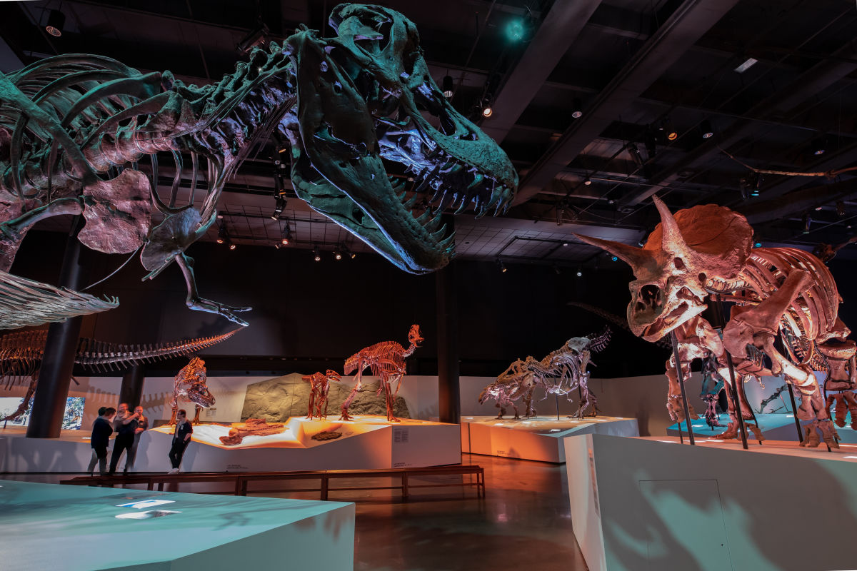 Houston Museum of Natural Science - Photo 1