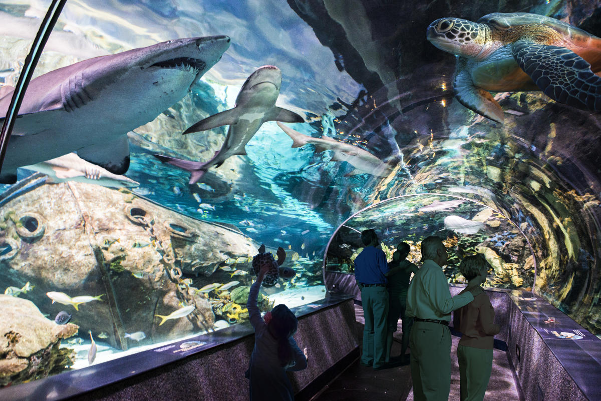 Ripley's Aquarium of the Smokies - Photo 1