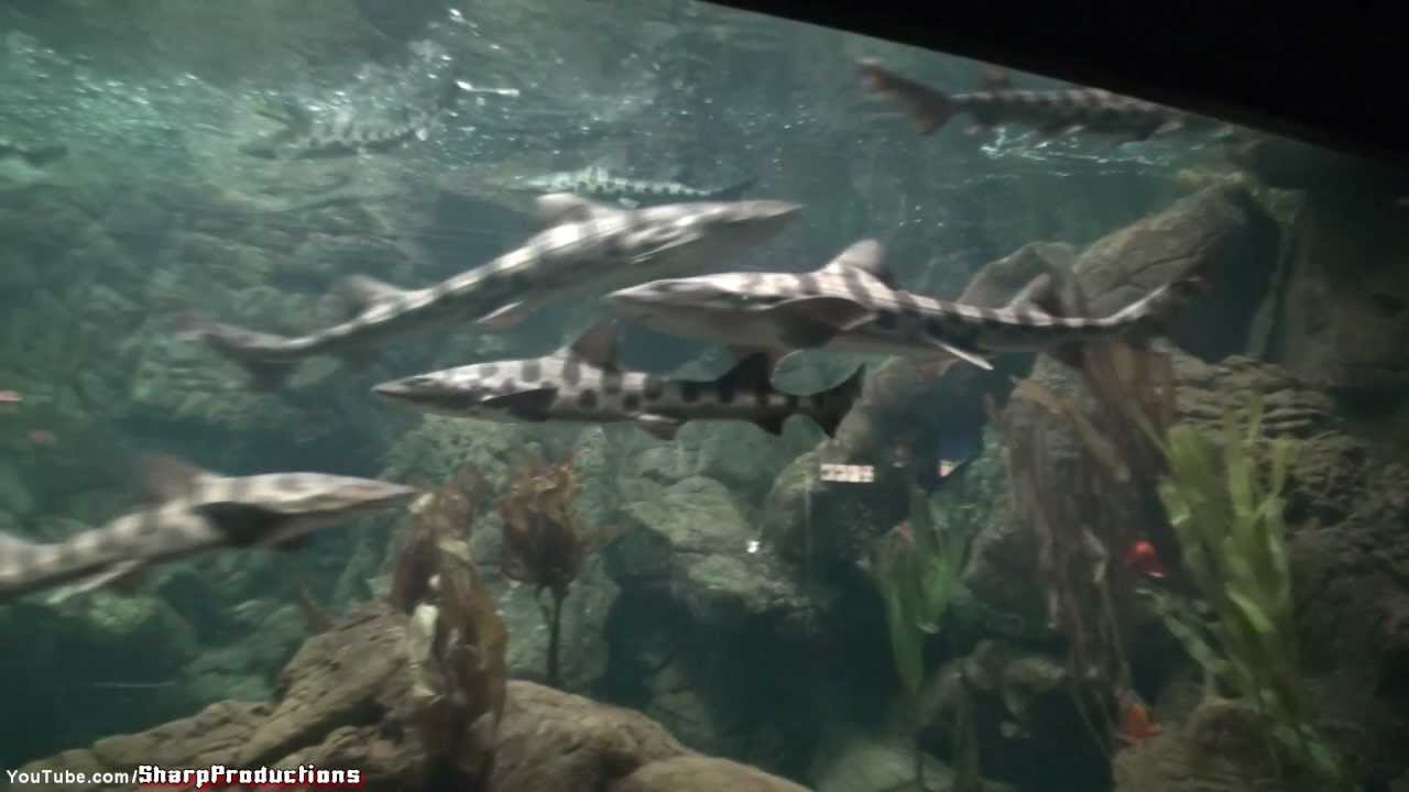 Freshwater Aquarium at SeaWorld - Photo 1