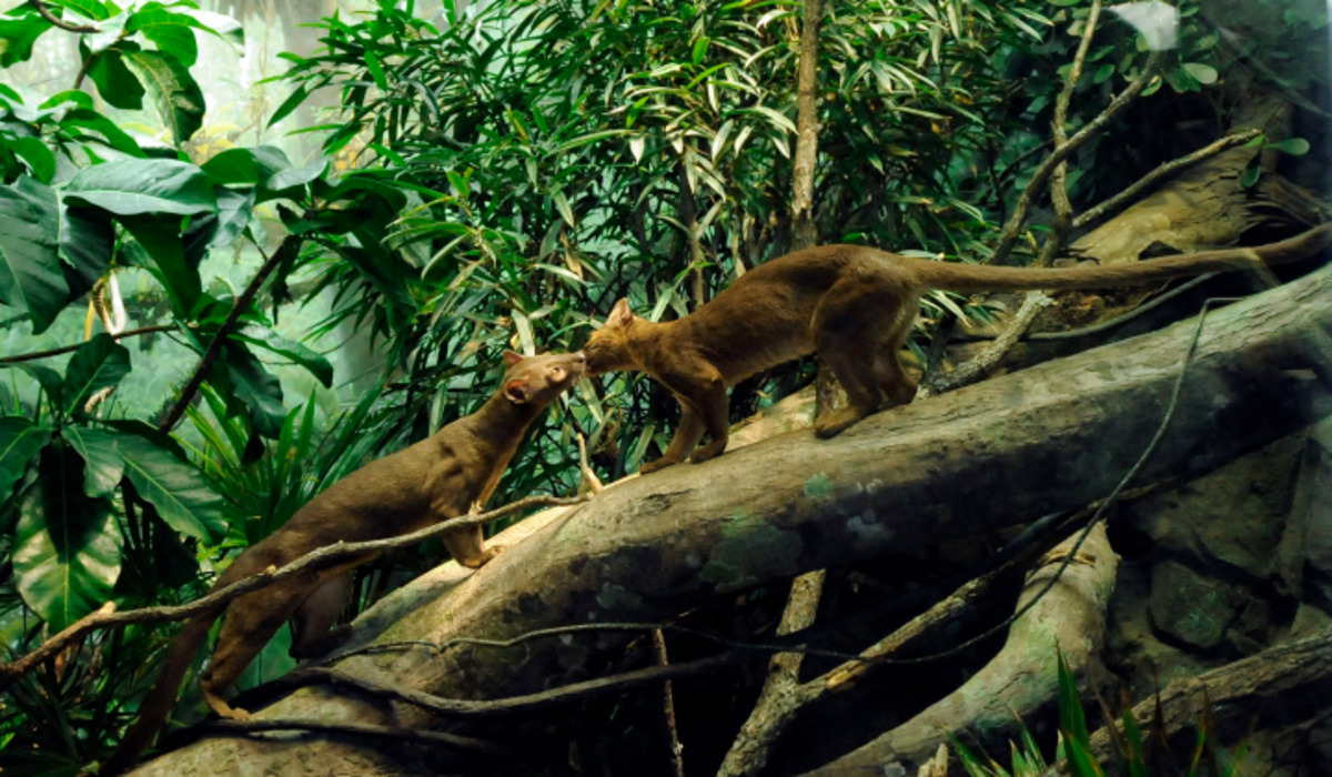 Madagascar! - Photo 1