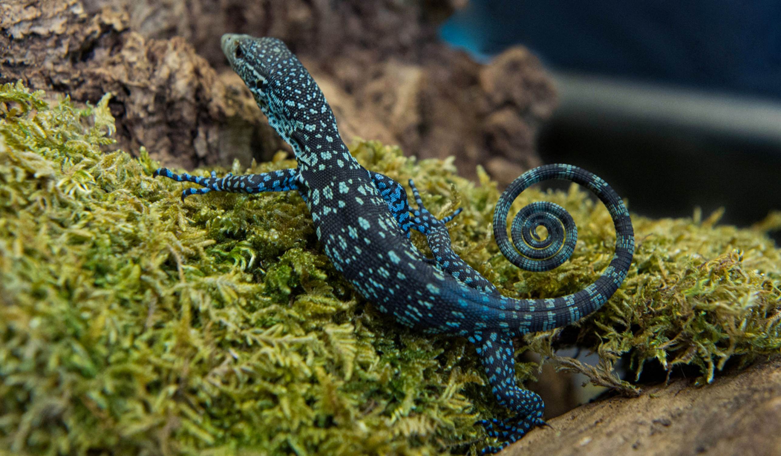 World of Reptiles - Photo 1
