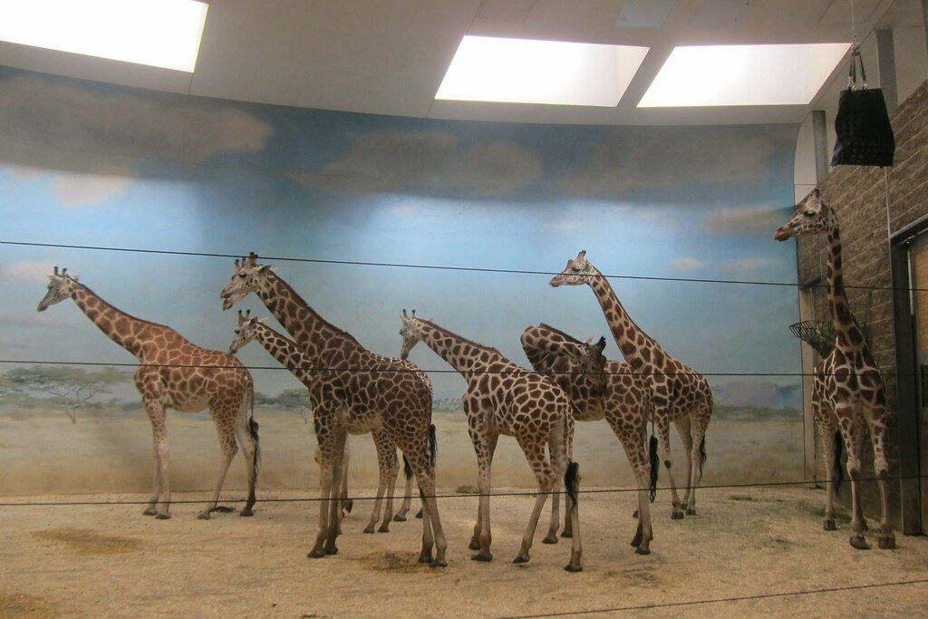 Carter Giraffe Building - Photo 1