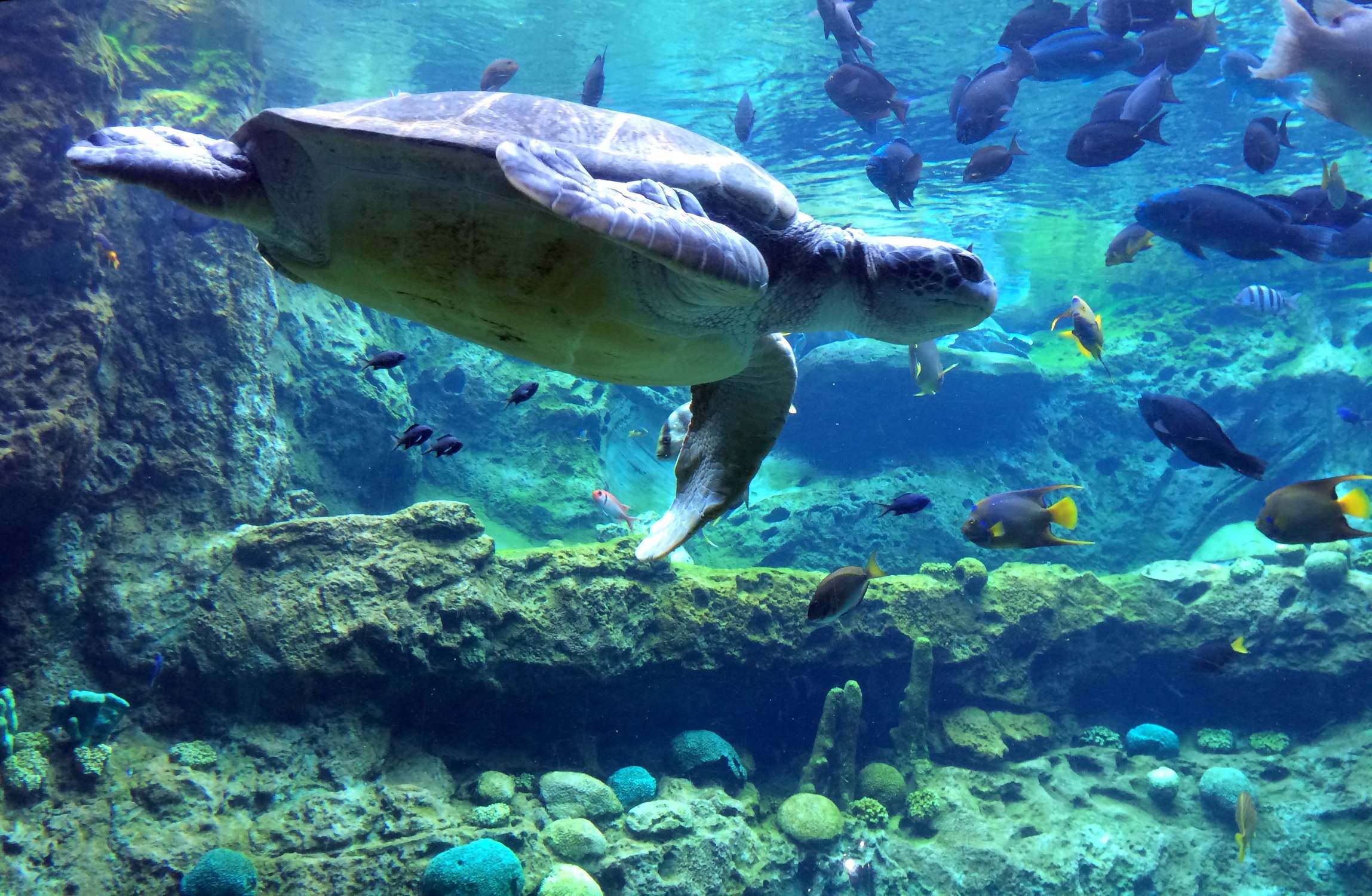 Turtle Trek - Photo 1