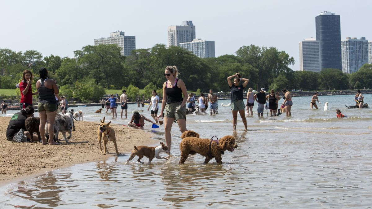 Montrose Dog Beach - Photo 1