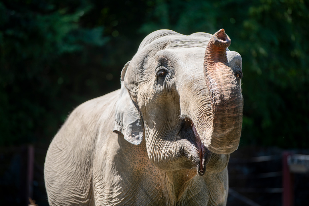 Asian Elephants - Photo 1