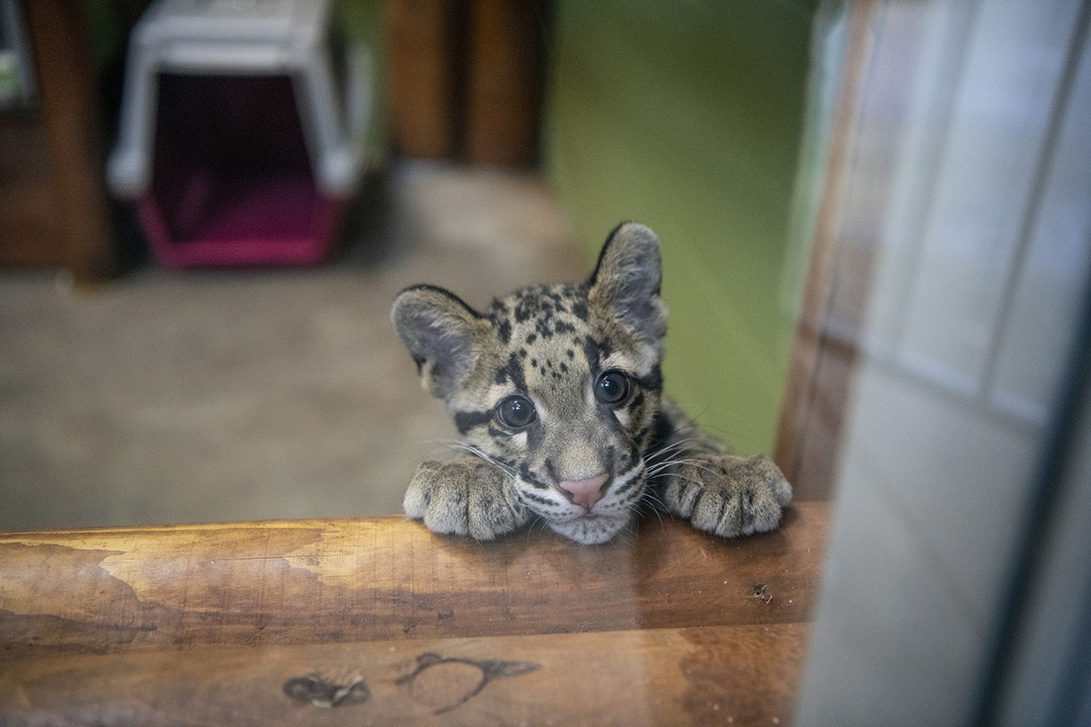 Clouded Leopard Cub Den - Photo 1