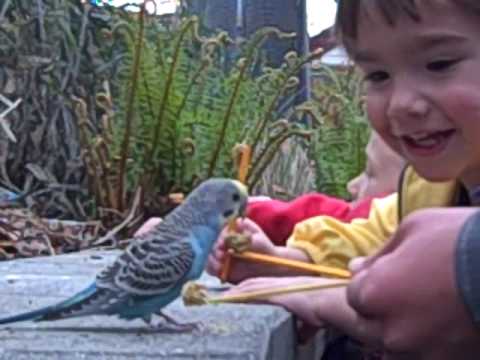 Budgie Buddies - Photo 1