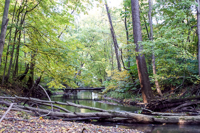 Indiana Dunes Heron Rookery - Photo 1