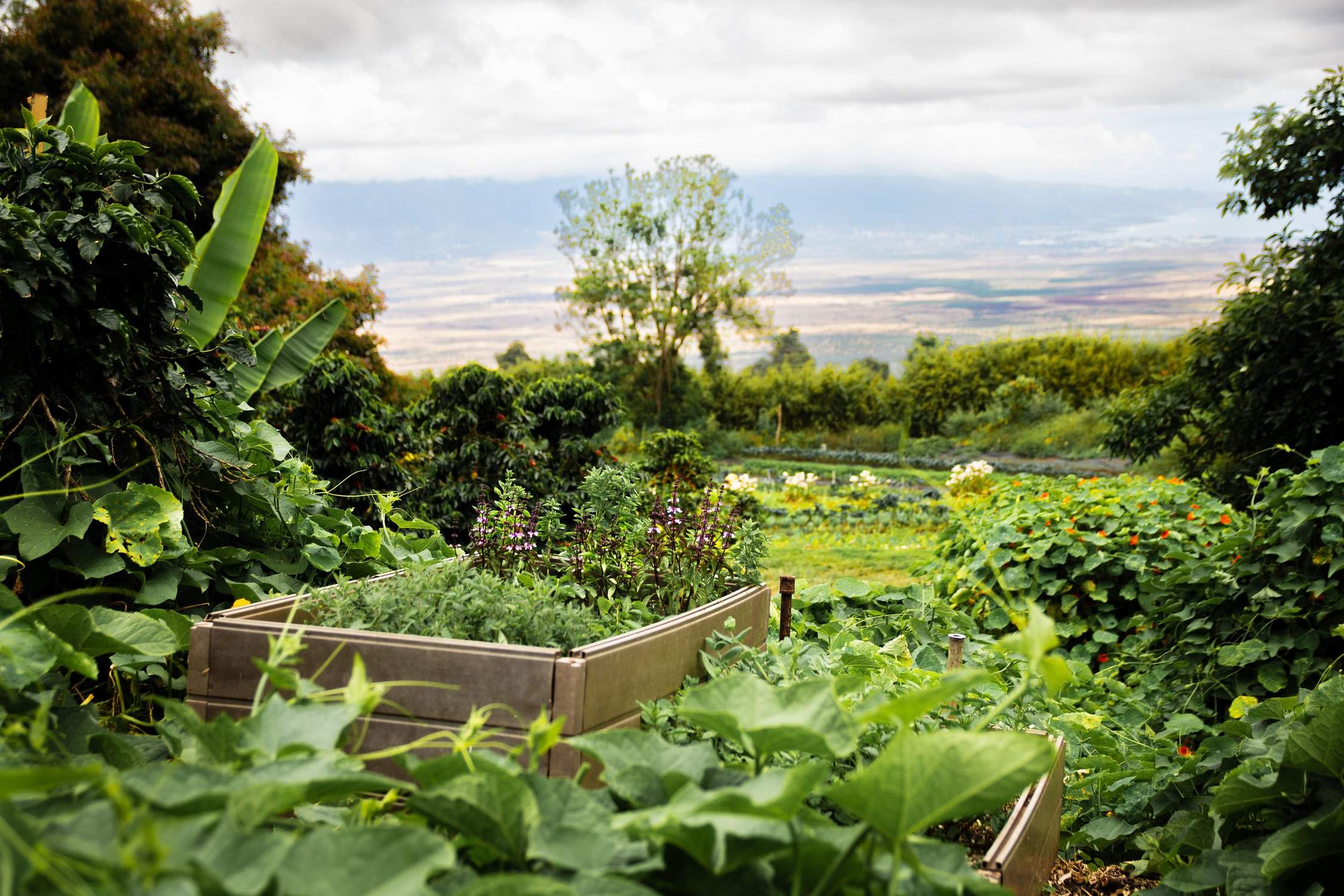 'O'o Farm - Photo 1