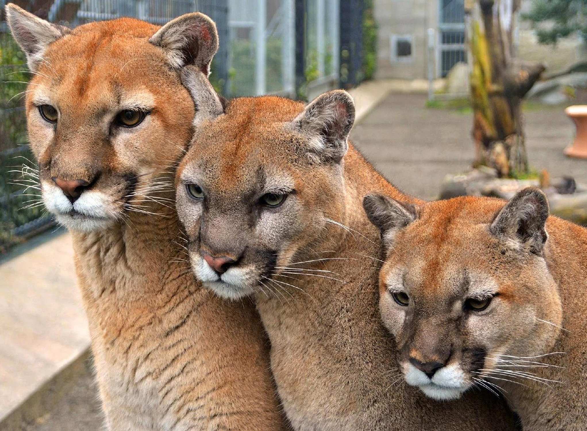 Cougar Mountain Zoo - Photo 1