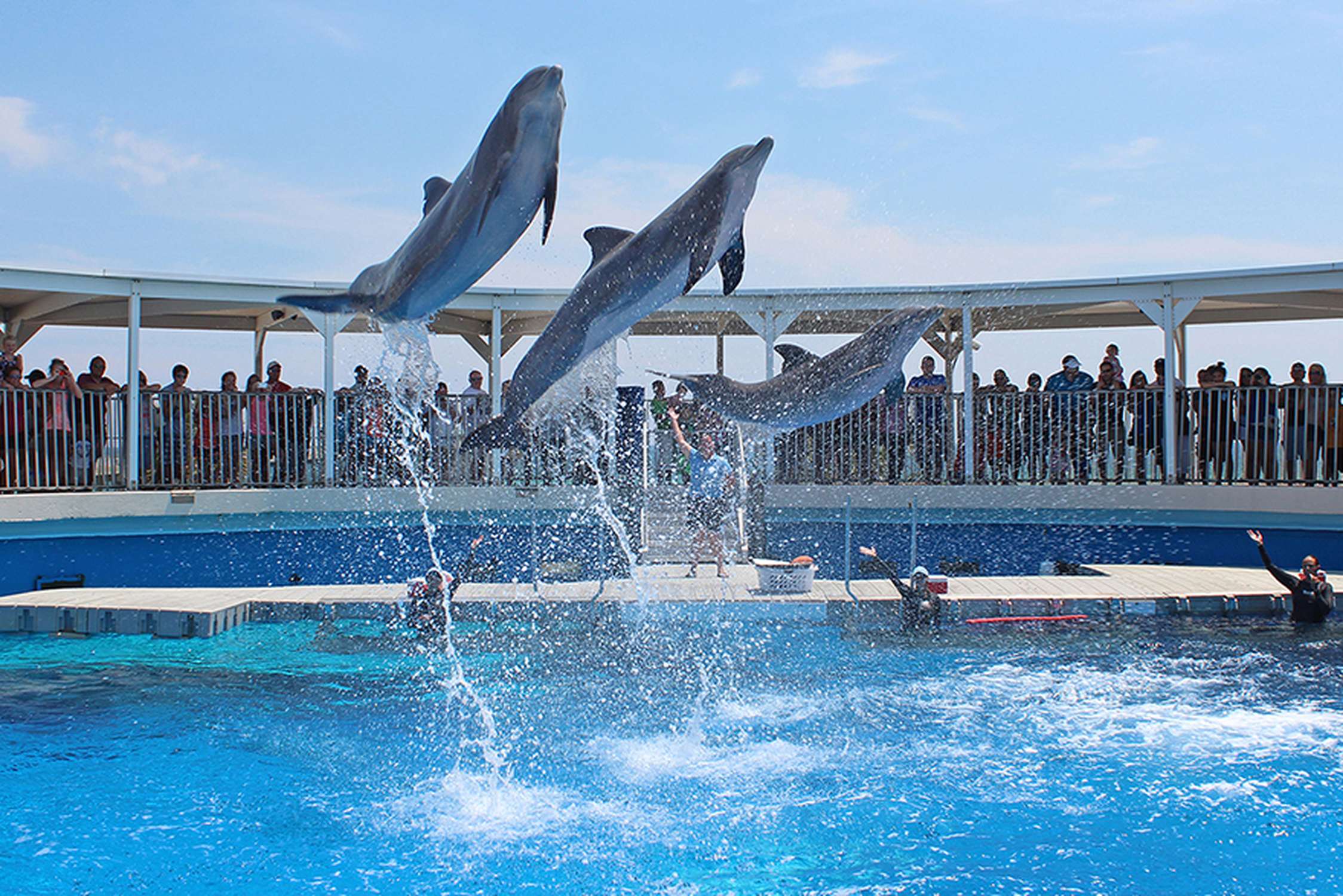 Gulfarium Marine Adventure Park - Photo 1