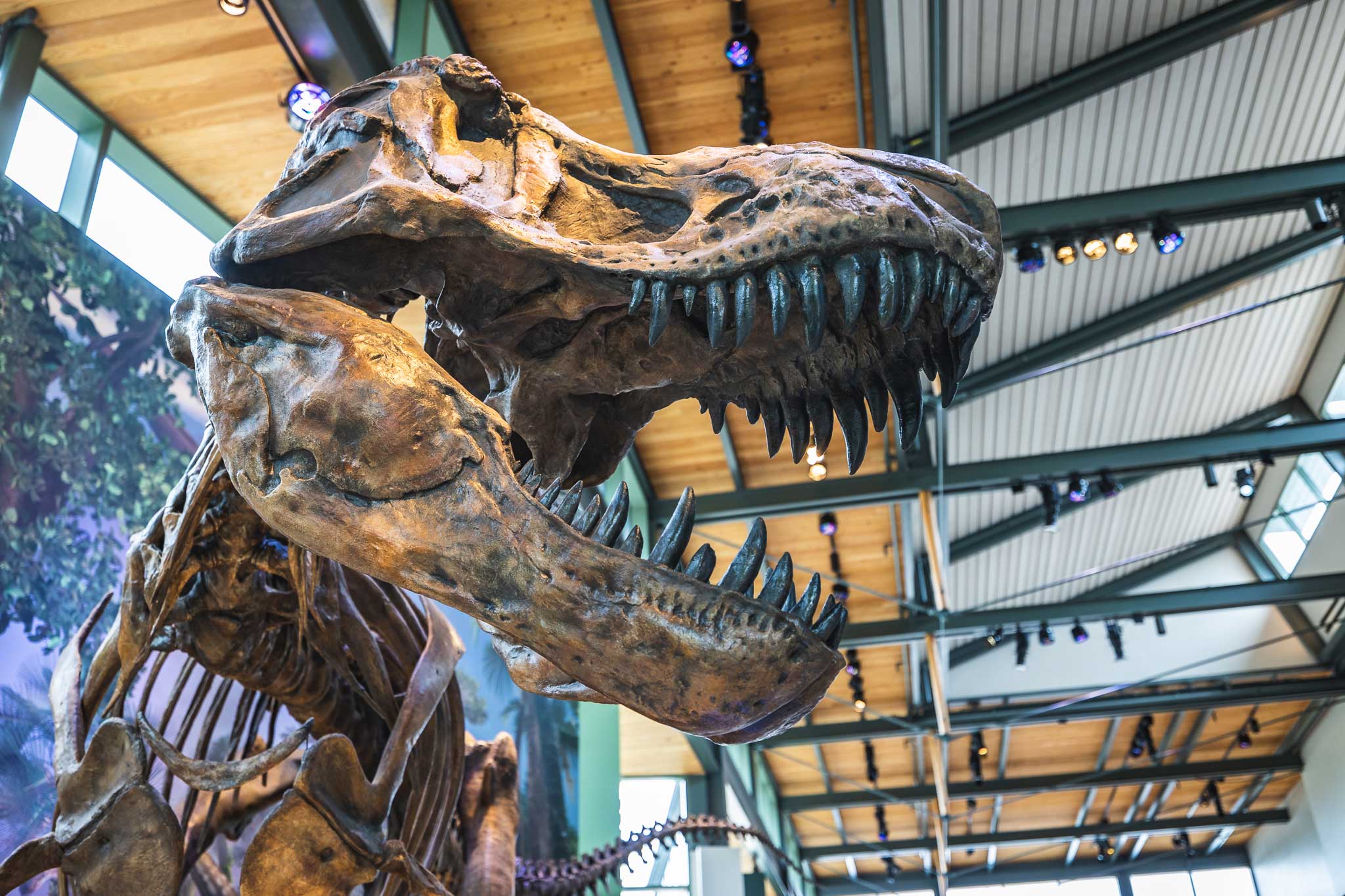The Witte Museum - Photo 1