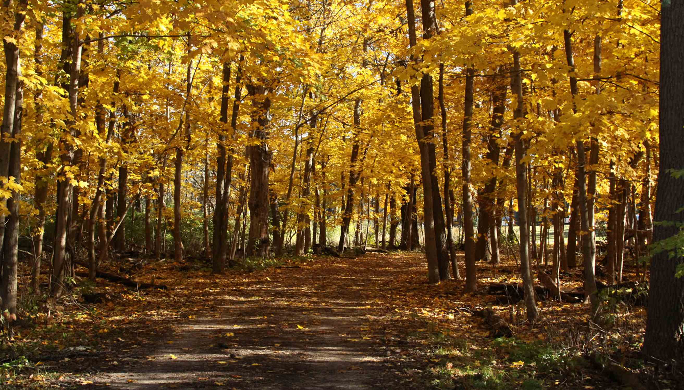 Palos Park Woods-North - Photo 1
