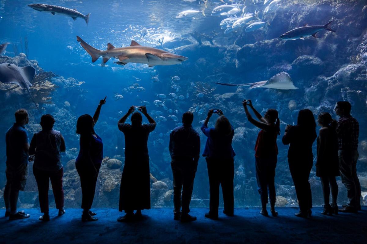 Florida Aquarium - Photo 1