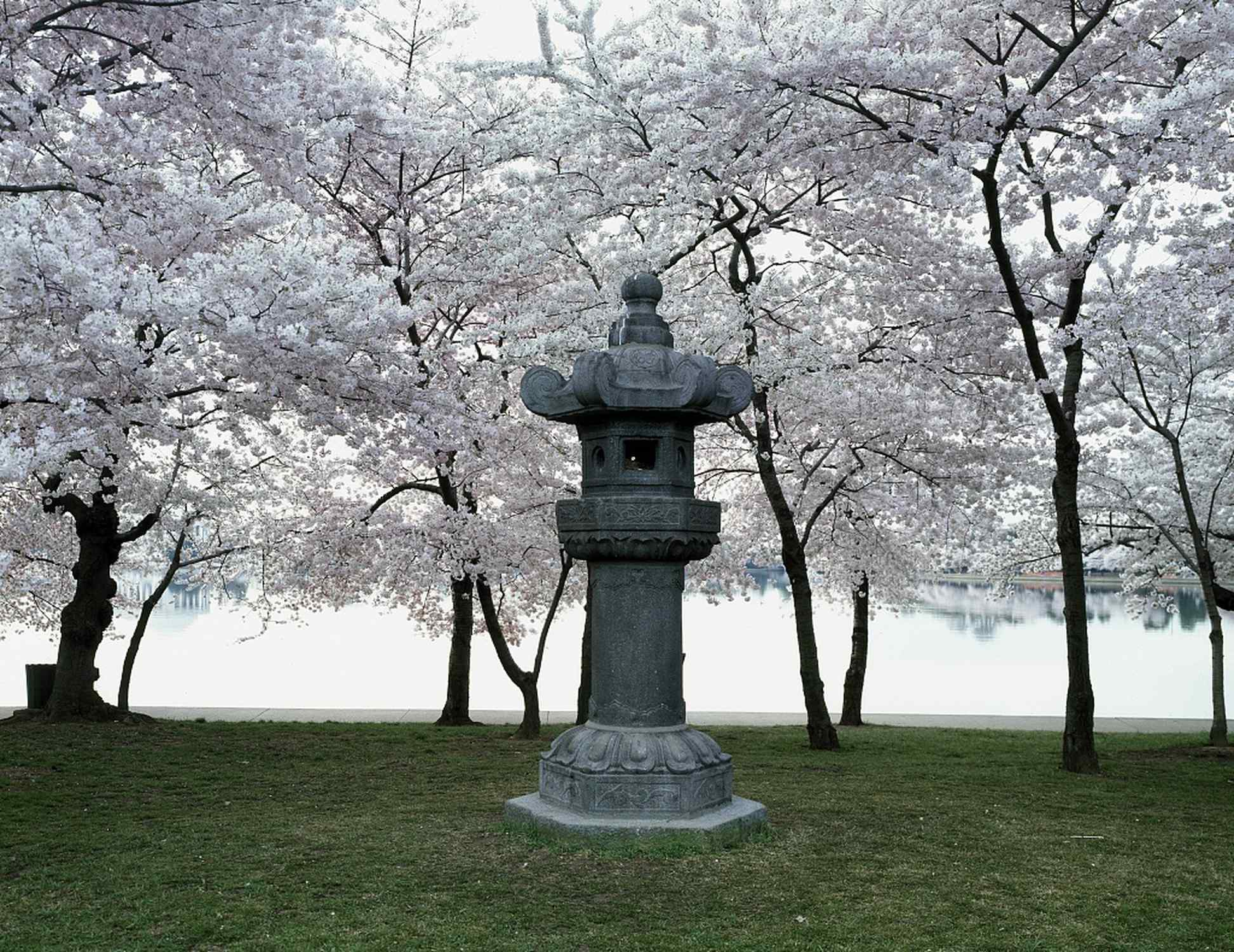 Japanese Lantern - Photo 1