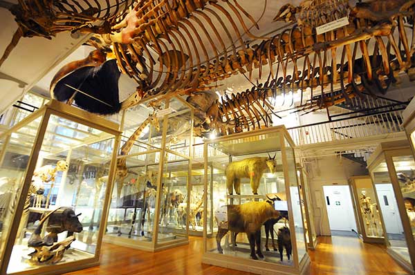Harvard Museum of Natural History - Photo 1