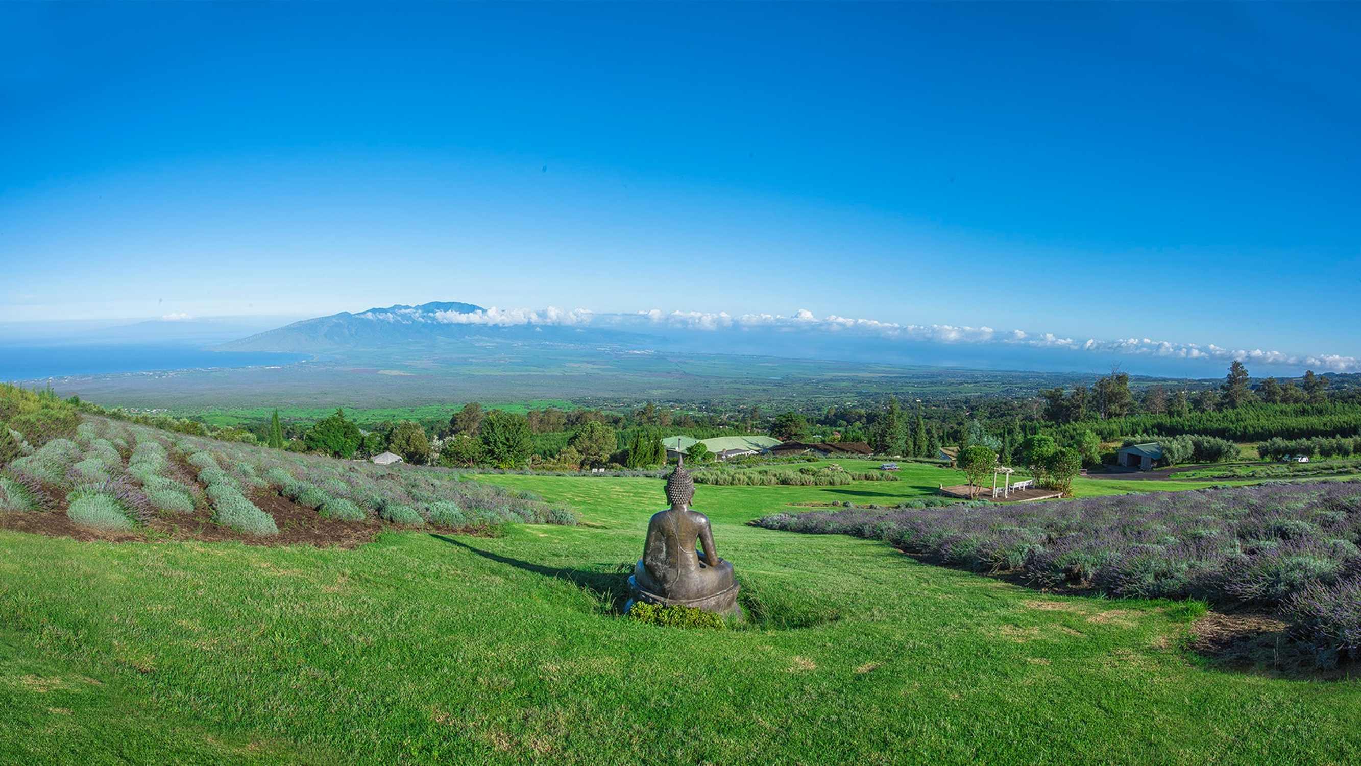 Aliʻi Kula Lavender - Photo 1