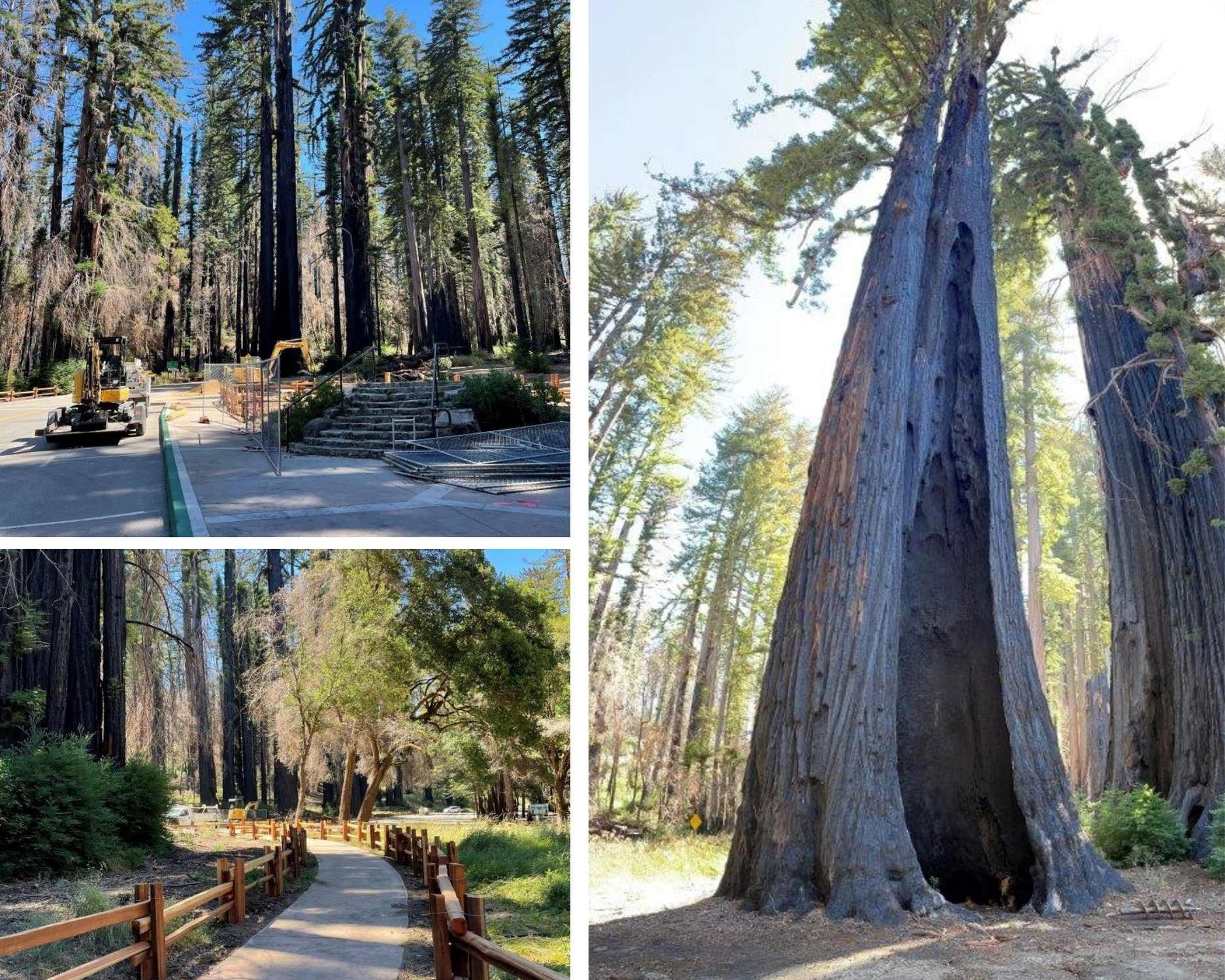 Big Basin - Photo 1