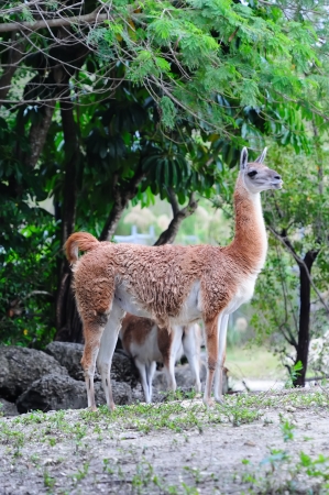 Guanaco At Zoo Miami - Photo 1