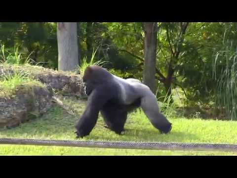 Lowland Gorilla At Zoo Miami - Photo 1