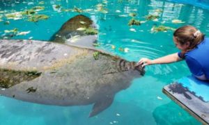 Manatee Exhibit At The Miami Seaquarium - Photo 1