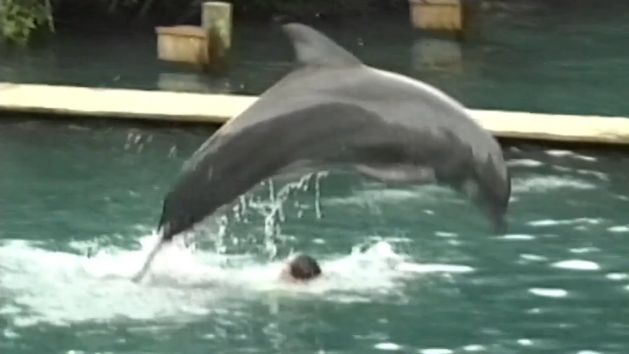 Flipper Dolphin Show At The Miami Seaquarium - Photo 1