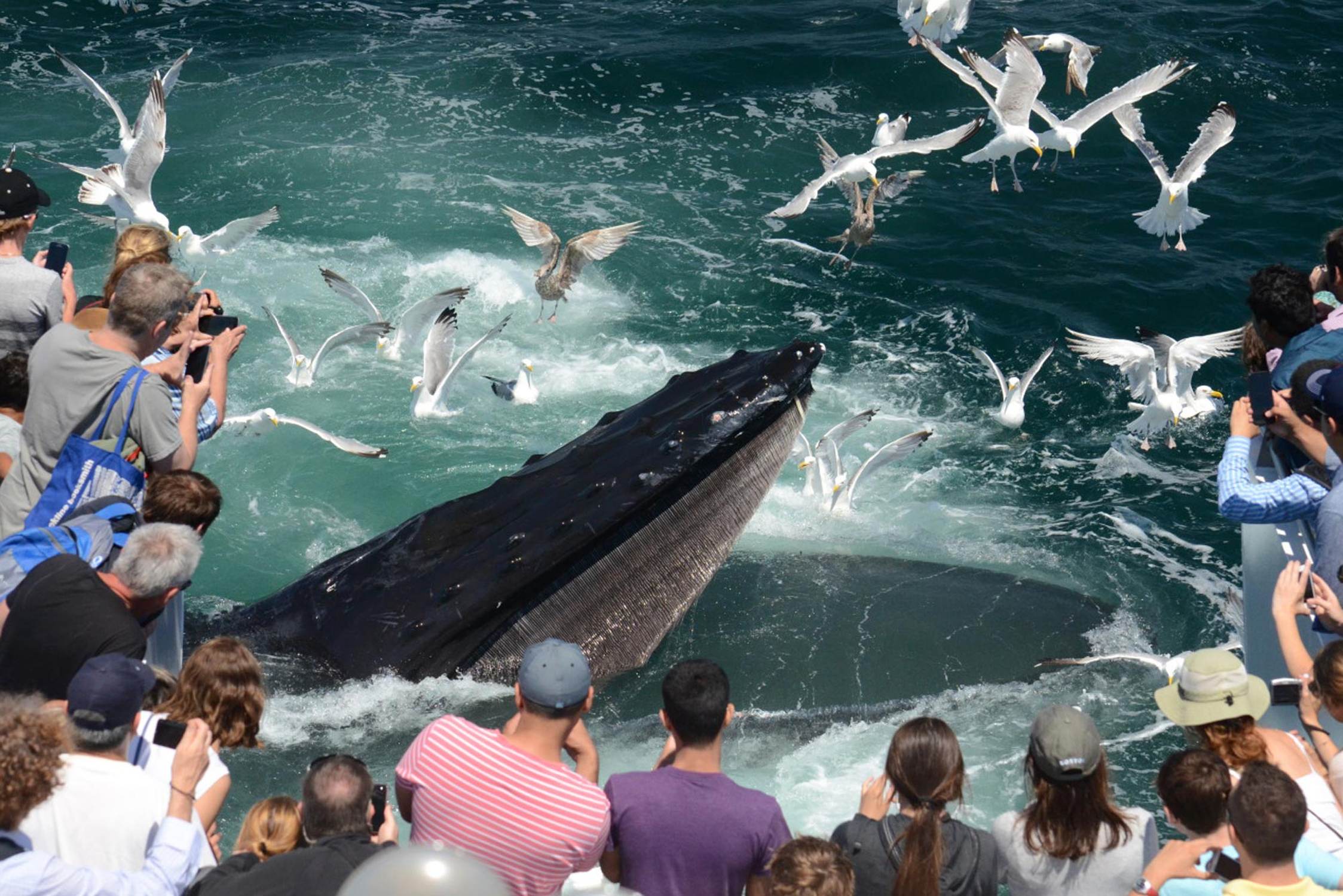 New England Aquarium Whale Watching - Photo 1