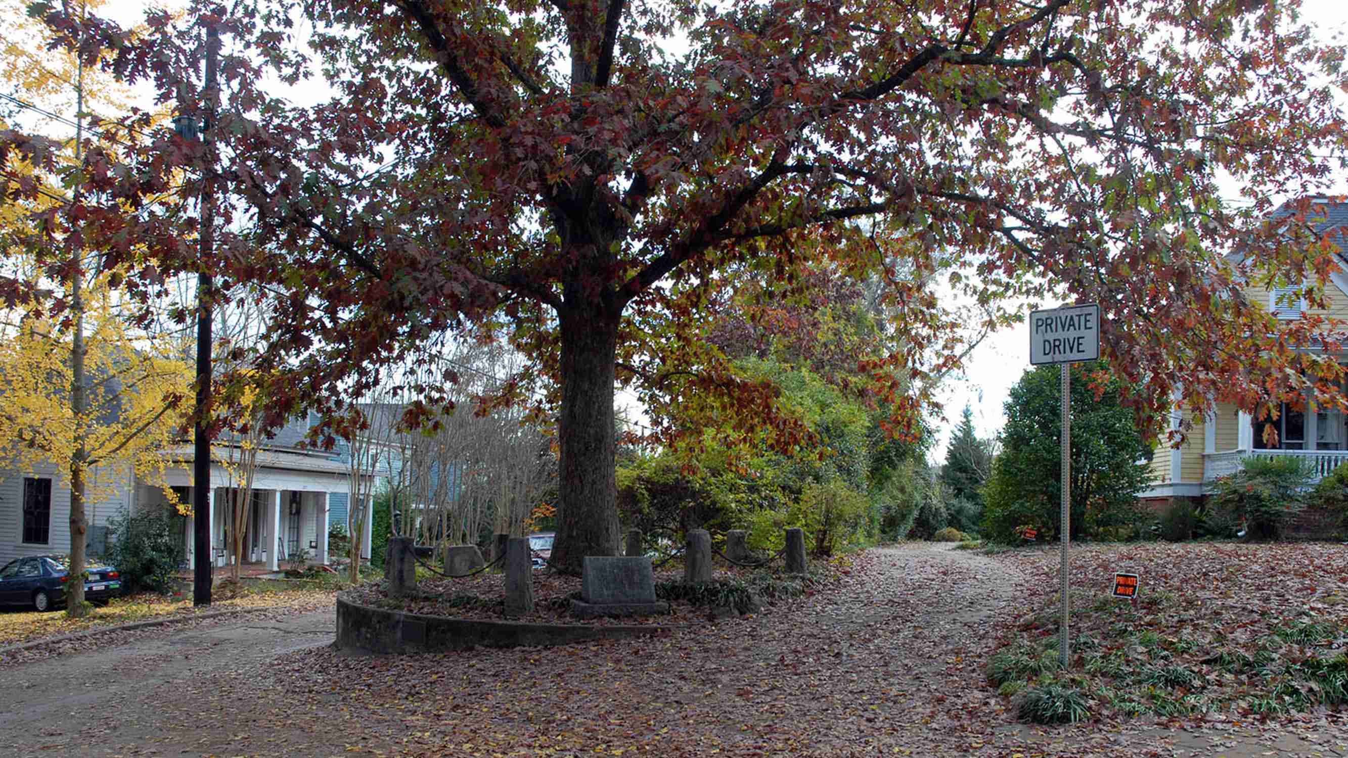 Tree That Owns Itself - Photo 1