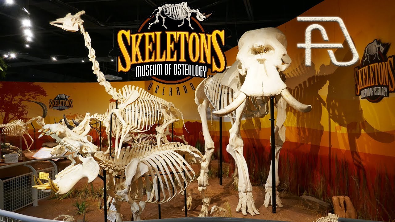 Skeletons: Museum of Osteology - Photo 1