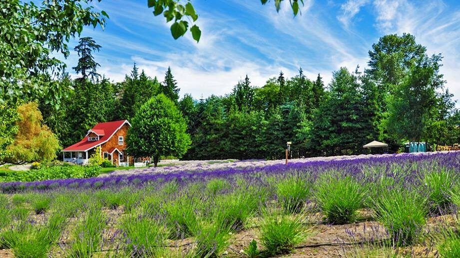 Purple Haze Lavender Farm - Photo 1