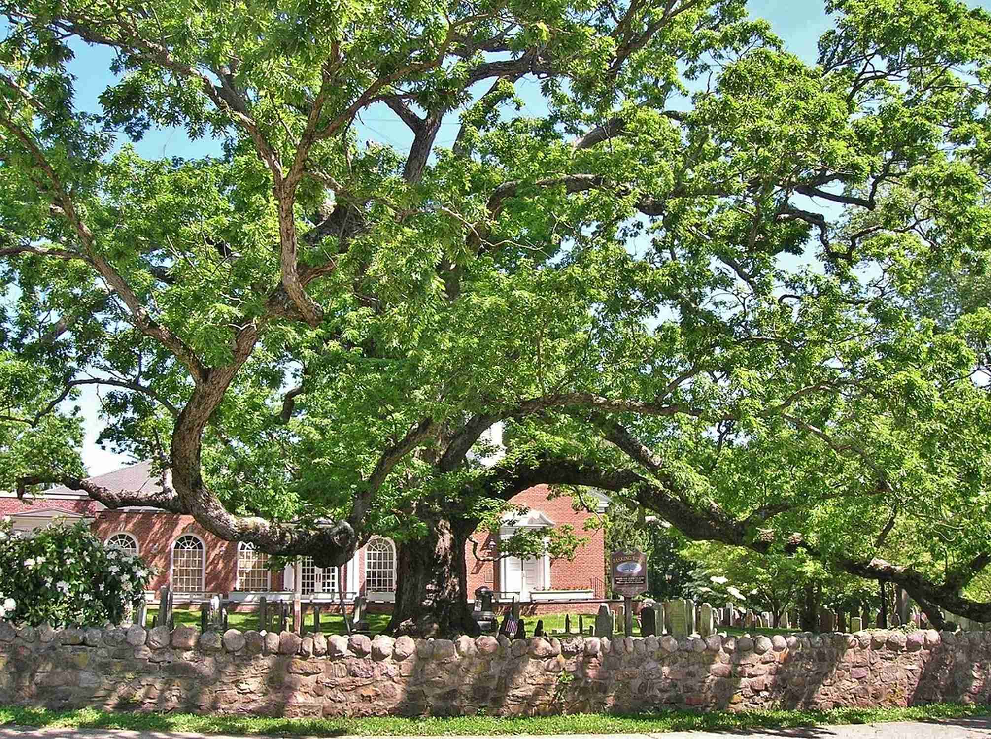 Basking Ridge Oak Tree - Photo 1