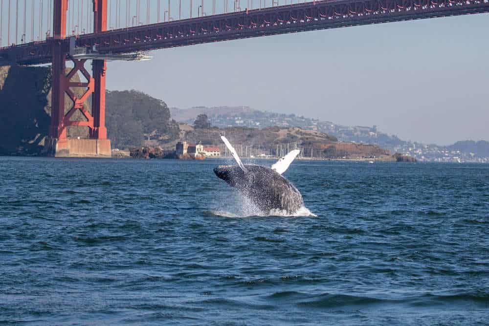Whale Tours - Photo 1