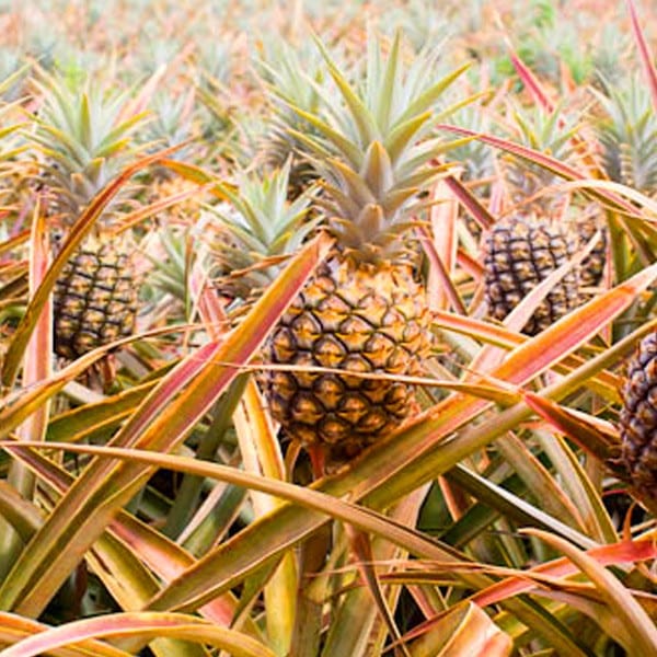 Maui Gold Pineapple Plantation - Photo 1