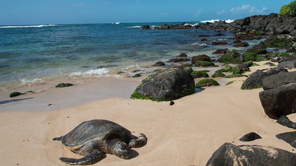 Laniakea Beach - Photo 1