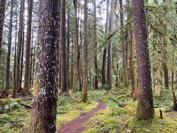 Ancient Groves - Photo 1