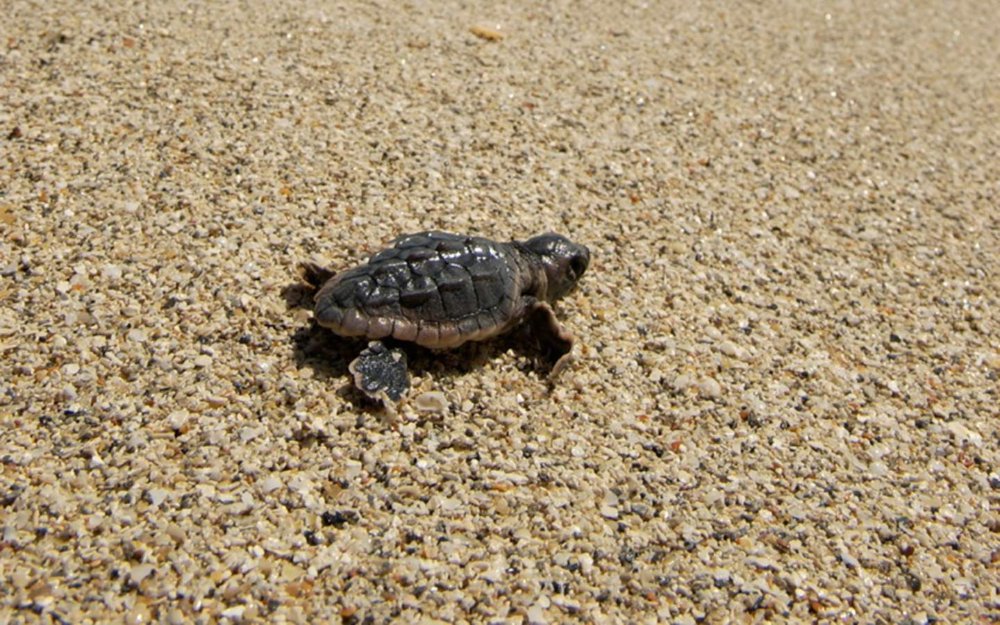 Loggerhead Turtle Statue - Photo 1