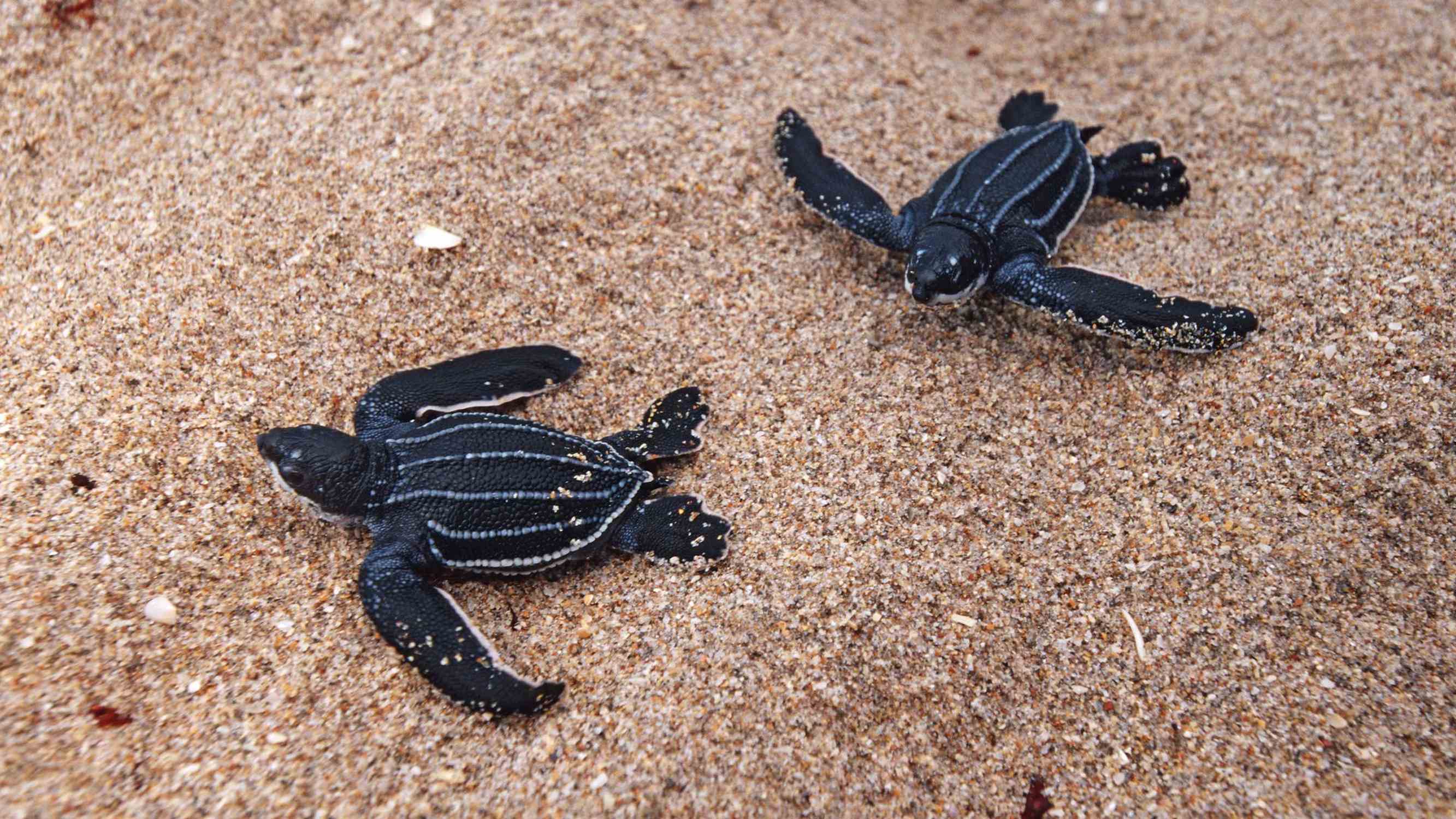 Leatherback Sea Turtle Statue - Photo 1