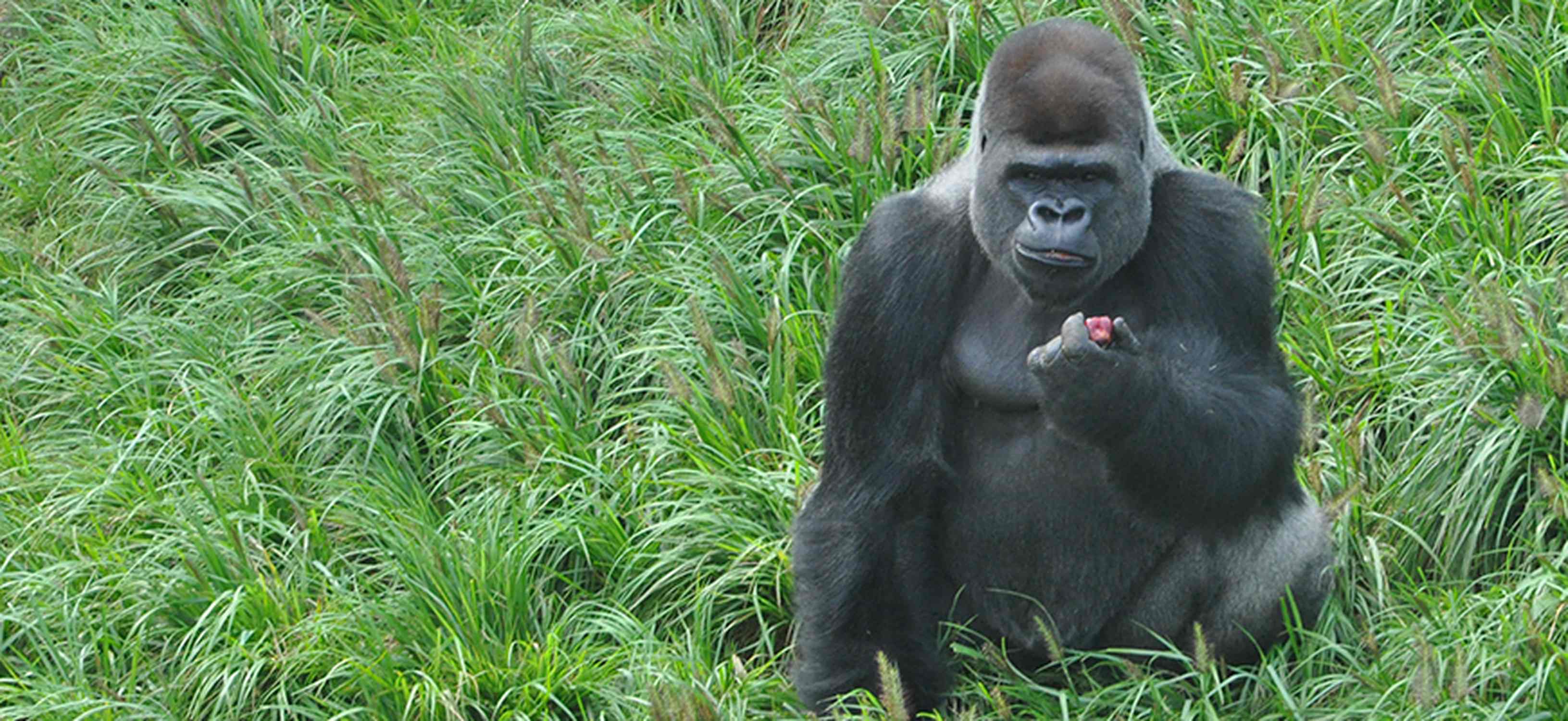 Gorilla Sanctuary at Louisville Zoo - Photo 1