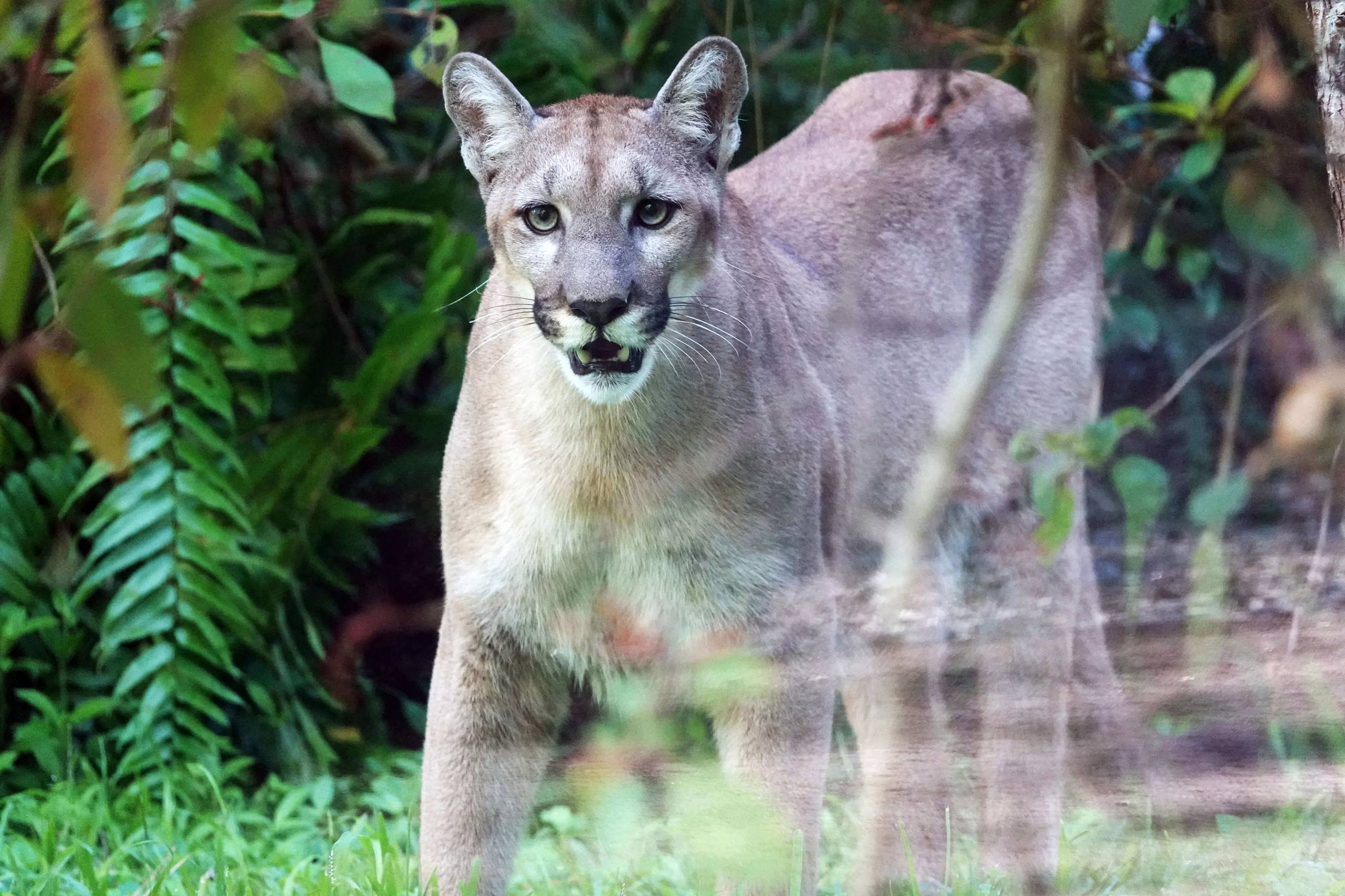 Florida Panther at Naples Zoo at Caribbean Gardens - Photo 1