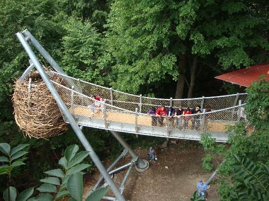 Out on a Limb: A Tree Adventure Experience - Photo 1