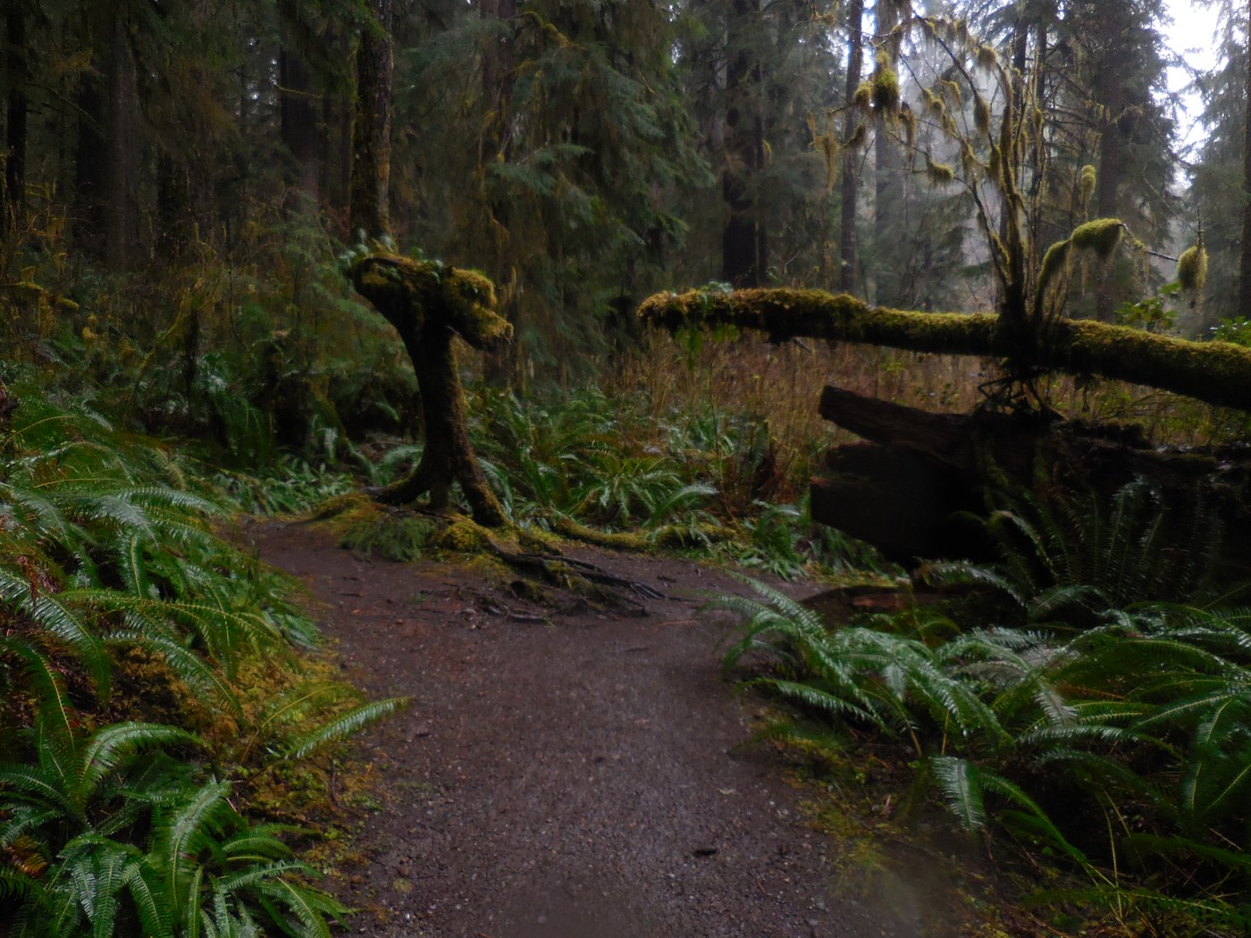 Quinault Rain Forest Trailhead - Photo 1
