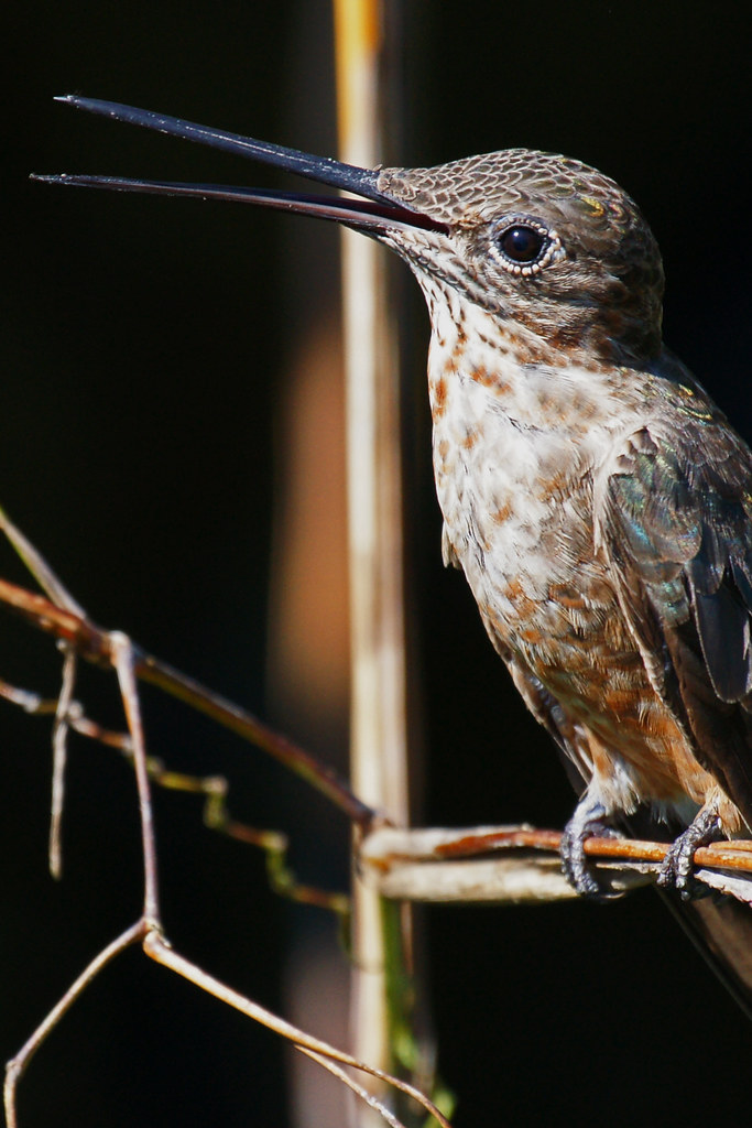 Hummingbirds At Zoo Miami - Photo 1