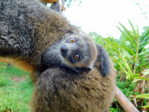 Mongoose Lemur At Zoo Miami - Photo 1