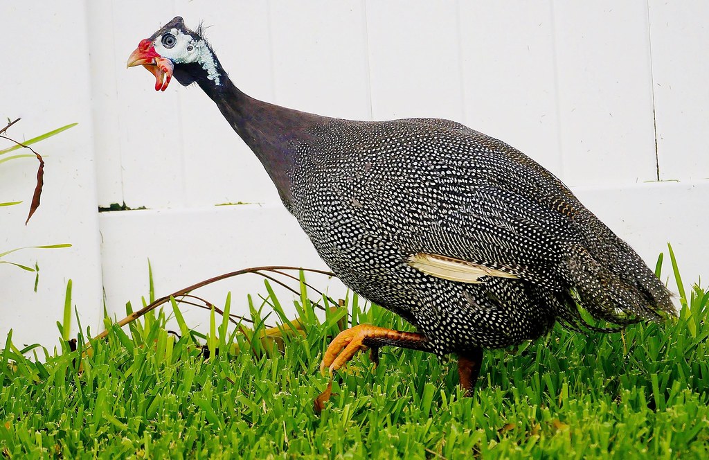 Guineafowl At Zoo Miami - Photo 1