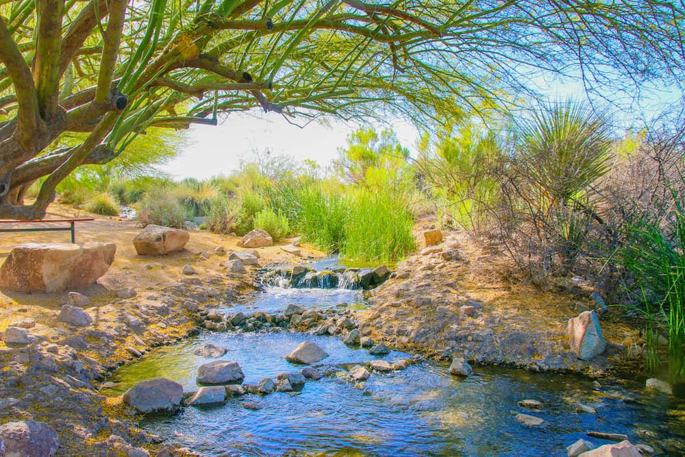 Riparian Preserve at Water Ranch - Photo 1