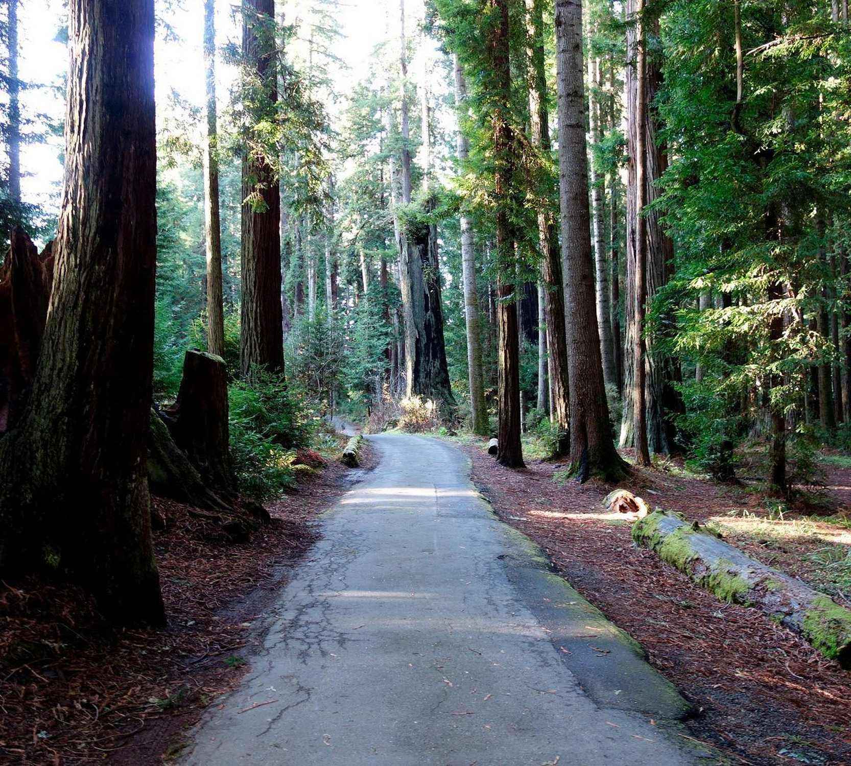 Sequoia Park - Photo 1
