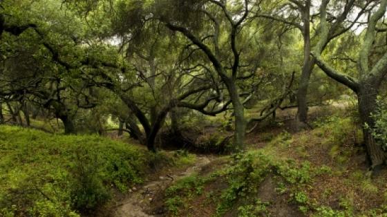 Whiting Ranch Wilderness Park Ranch House - Photo 1