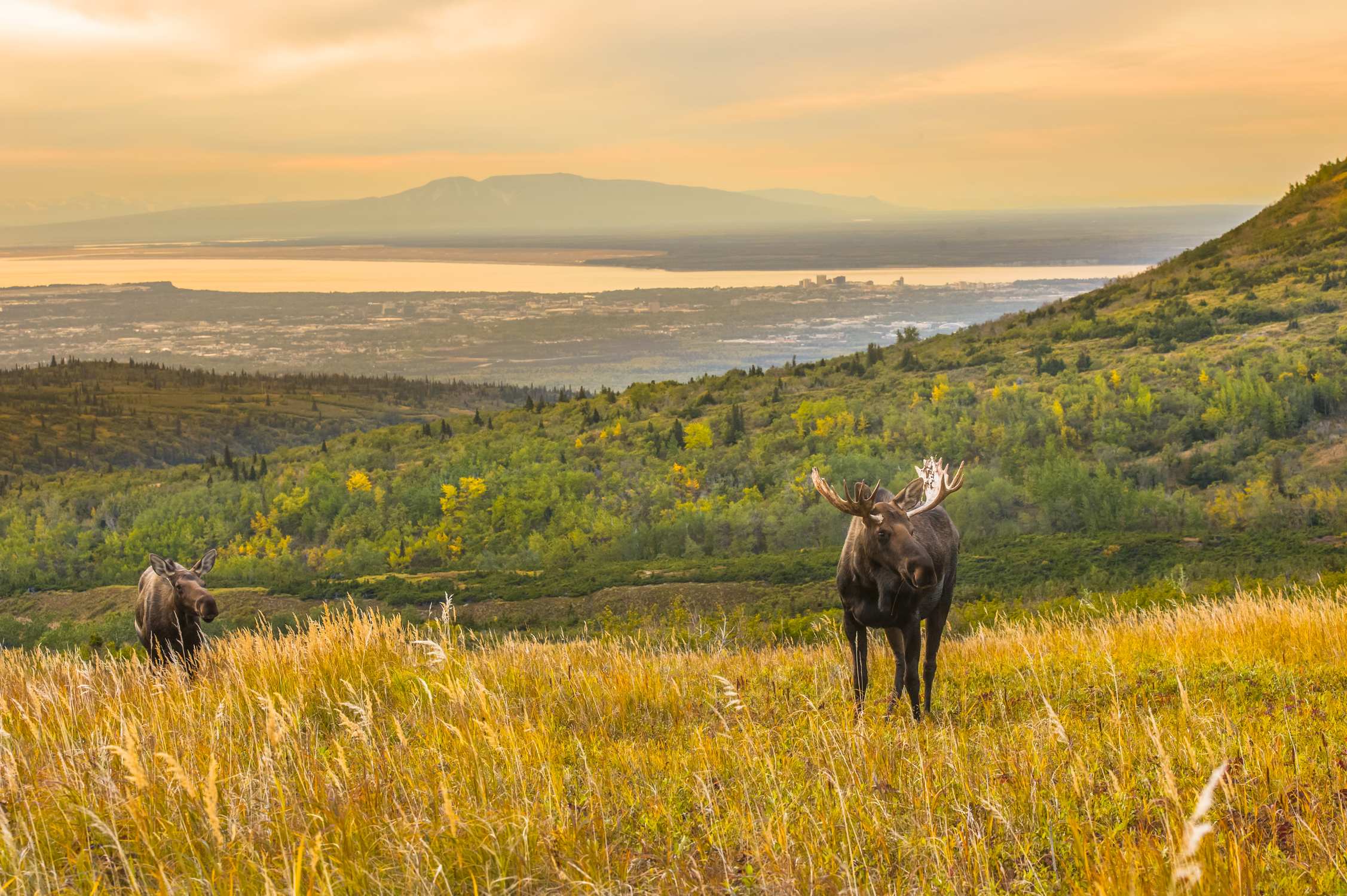 Glen Alps Overlook - Photo 1